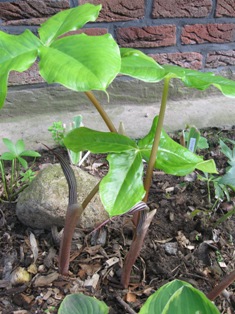 GARTEN_450.jpg