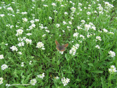 Blauling_in_der_Wiese_110710.jpg