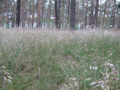 Graslandschaft.jpg