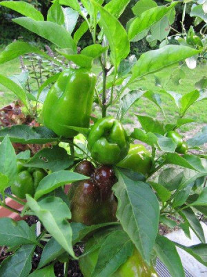 Paprika_Novosibirsk_110711.jpg