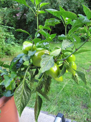Paprika_Jarik_110711.jpg