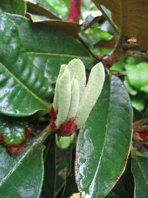 Rhododendron_fictolacteum_2_Hortu.jpg