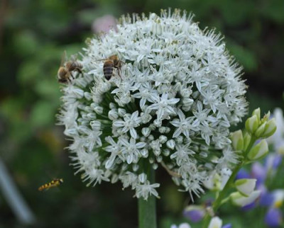 Bluete_0011__8373.jpg