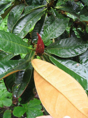 Rhododendron_fictolacteum_3_Hortu.jpg