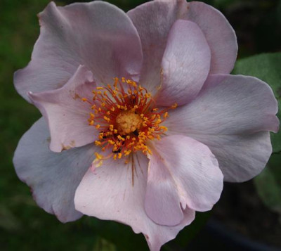 Lilac-Charm-27.06.11GP.jpg