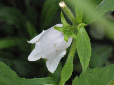 Campanula_Burghaltii.jpg