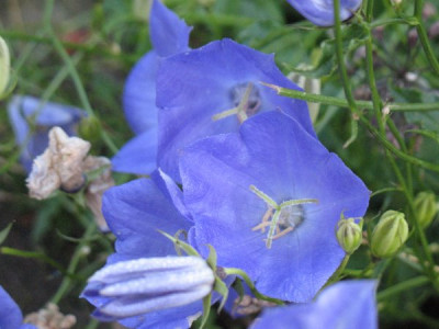 Campanula_carpatica.jpg