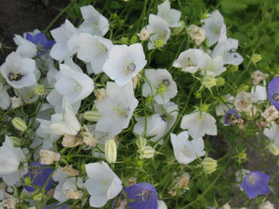 Campanula_carpatica_alba.jpg