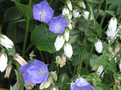 Campanula_carpatica_mit_allarifolia.jpg