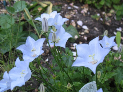 Campanula_carpatica_Suzie.jpg