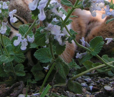 Nepeta_snowflake.jpg