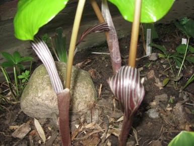 GARTEN_452.jpg