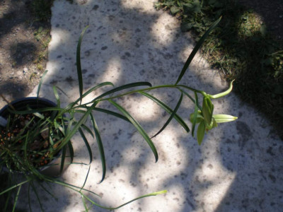 GP_Lilium_klein_gruen_2011e1.jpg