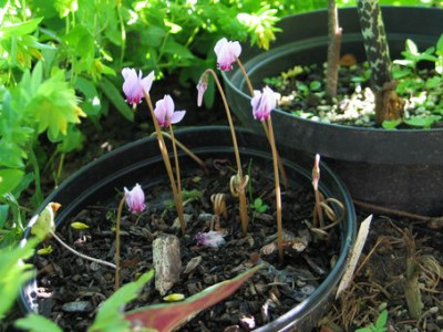 cyclamen-Knorbs8.jpg