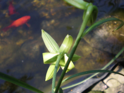 GP_Lilium_klein_gruen_2011e3.jpg
