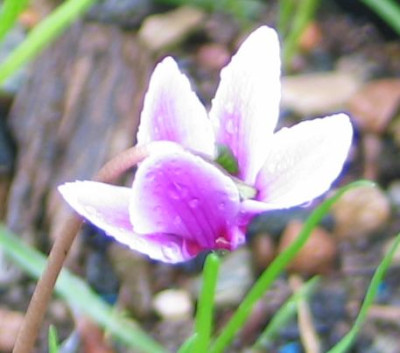 cyclamen-martha08.jpg