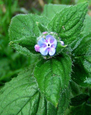 pentaglottis_sempervirens.jpg