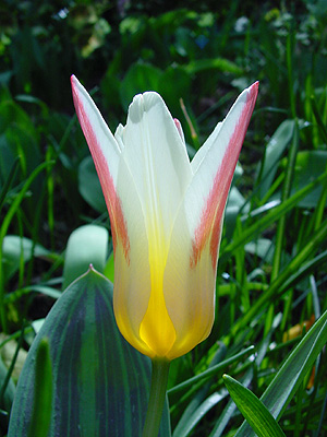 tulipa_die_erste1.jpg