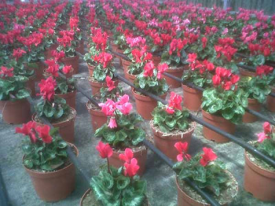 cyclamen-_juli_2011.jpg
