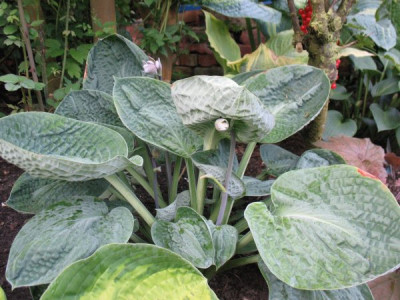 Hosta_Black_Hills.jpg