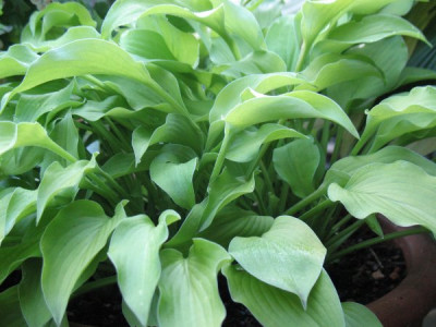 Hosta_Blonde_Elf.jpg
