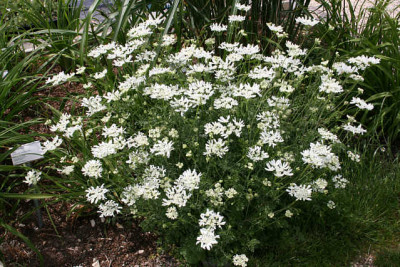 Knorpelmohre0111.jpg