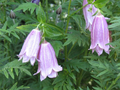 Campanula_punctata__Feenrock.jpg