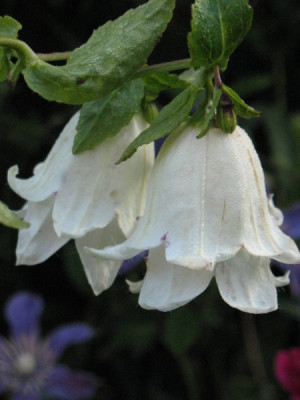 Campanula_punctata_Reifrock.jpg