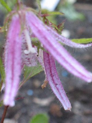 Campanula_takesimana_Octopus.jpg
