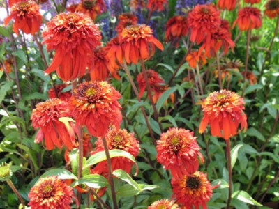 Echinacea_3.jpg