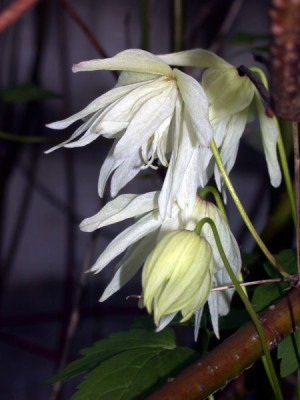 Cl.macropetala_White_Lady_4002.jpg