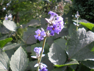 GP_Clematis-heracleifolia_New_Love_2011e.jpg