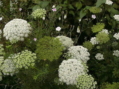 ammi_visnaga_2.jpg
