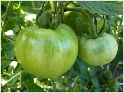 Ukrainian_Heart_Green_Fruit_2011_01.JPG