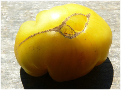 Jaune_Negib_Ripe_Fruit.JPG