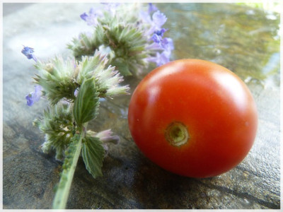 Cherrola_Ripe04.JPG