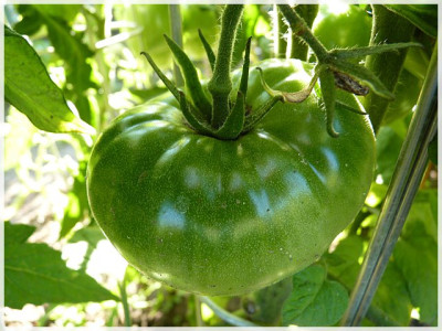 Aunt_Ginnys_Purple_Green_Fruit01.JPG