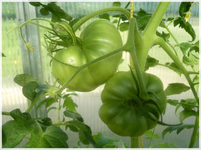 Amish_Yellow_Green_Fruit01.JPG