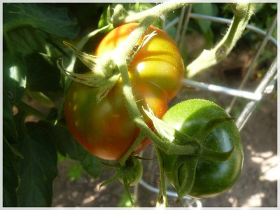 Akers_West_Virgini_Fruits.JPG