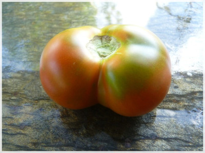 Akers_West_Virginia_Ripe01.JPG