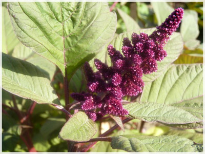 Amaranth_Juli2011_03.JPG