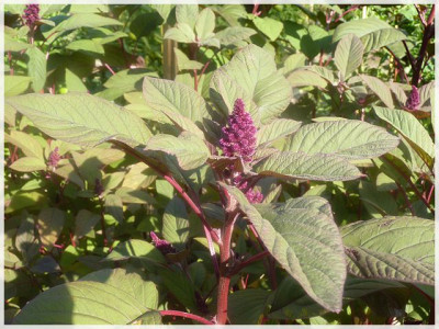 Amaranth_Juli2011_02.JPG