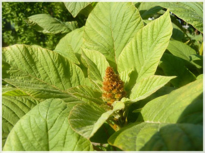 Amaranth_Juli2011_01.JPG