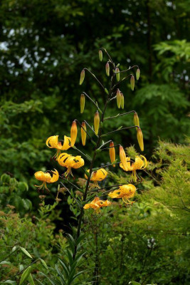 Ic_Citronella.jpg