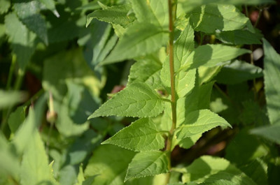 campanula_01_welche2.jpg