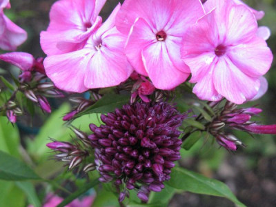 Gartenbilder_Dienstag_5.juli_2011_037.jpg