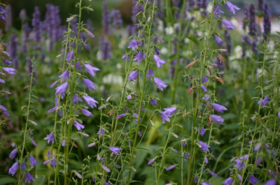 campanula_01_welche3.jpg