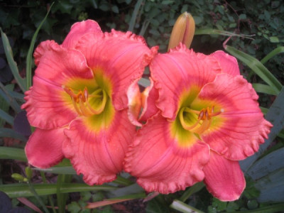 hem_2011_2elegantcandy.jpg