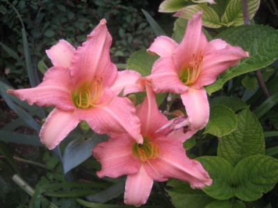 hem_2011_3luxurylace.jpg