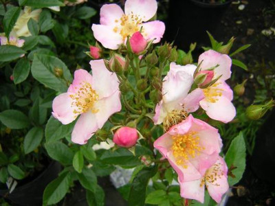 Moschata_Lens.JPG